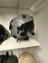 Alpha 930 flight helmet DGA missions_